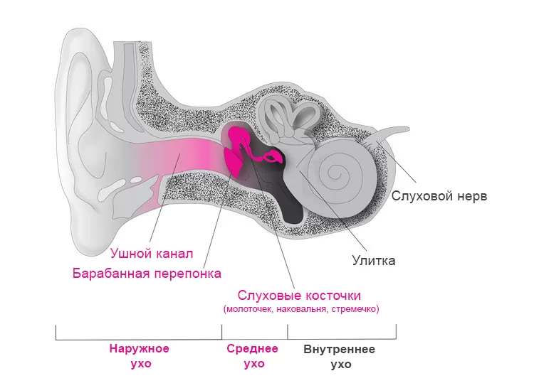 Кондуктивная тугоухость Кондуктивная тугоухость