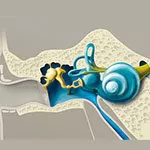 Строение органа слуха